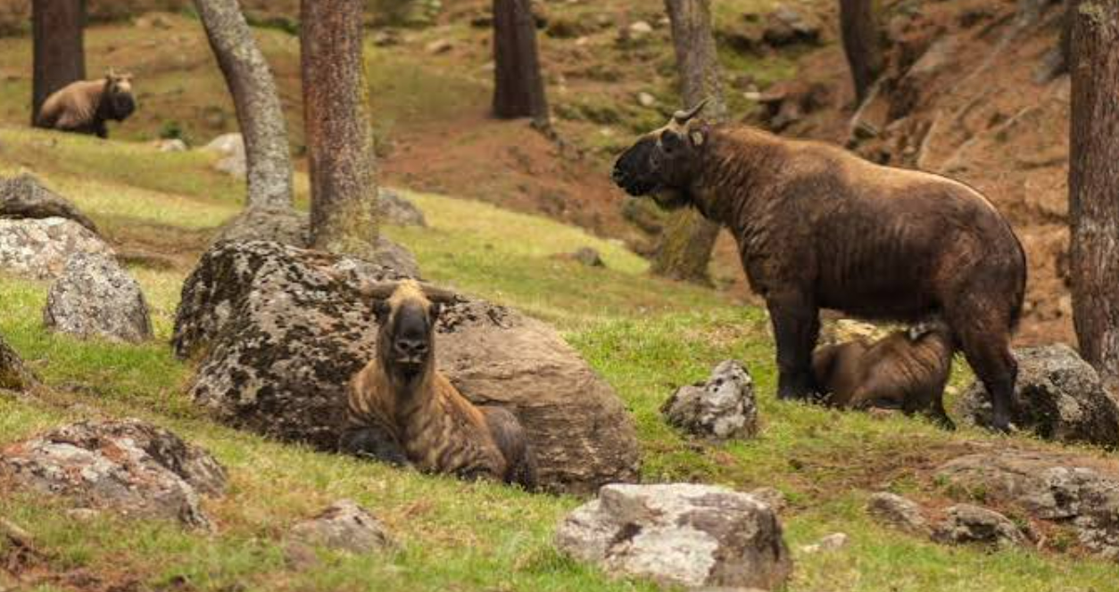 Takin of Bhutan